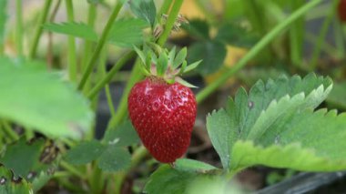 Çiftlikte çilek topluyorum. Yakın mesafeden adam çalılıktan olgun çilek topluyor.