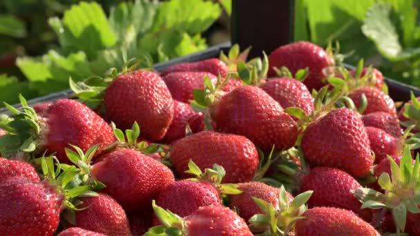 농장에서 딸기의 성숙한 플라스틱 상자에 딸기를 — 비디오