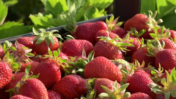 농장에서 딸기의 딸기를 플라스틱 용기에 — 비디오
