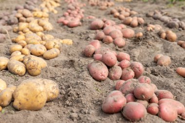 Sıralar dolusu taze patates bahçeden çıkarıldı. Özel bahçede patates hasadı
