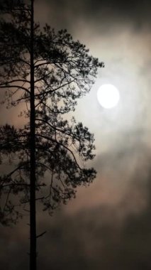 Ayın aydınlattığı çam ağacının siluetinin dikey videosu. Rüzgarda sallanan çam ağacı ay ışığı altında, bulutlar gökyüzünde akıyor.