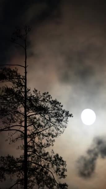 Vertical Video Conifer Tree Bright Moon Clouds Flowing Sky Night — Stock Video