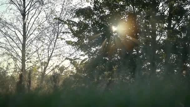 Zonlicht Komt Door Boomtakken Ochtendbeelden Van Het Platteland Lichte Mist — Stockvideo