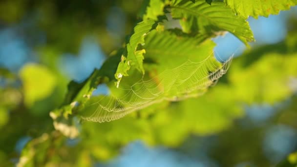Close Spider Web Waving Tree Slow Motion Video Cobweb Swaying — Stock Video