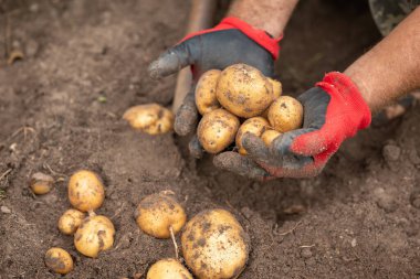 Hasat edilmiş patates tutan bir adamın elleri. Özel bahçede sebze yetiştirmek, güzel patates hasadı.