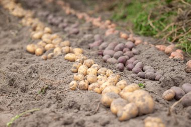 Bahçede yerde farklı renkte üç sıra patates. Evde kendi yetiştirdiğim patatesleri topluyorum.