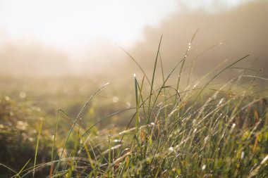 Sabaha çiğ içinde çimenler ve bulanık bir arka plan. Vadide sakin sisli bir sabah, güzel doğa.