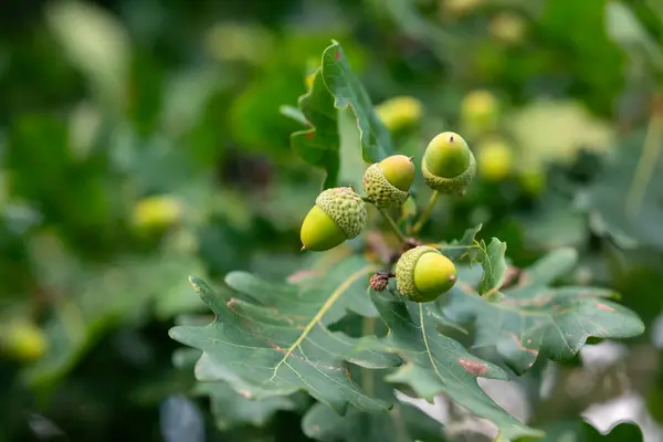 Close up of acorns on oak tree. Green acorns growing on the tree, big harvest of acorns