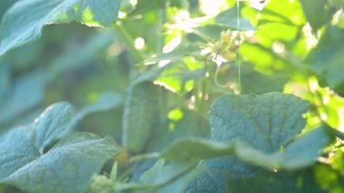 Parlak sabah ışığına karşı çalılıklarda taze yeşil salatalıklar. Salatalık çiftliği, ekolojik salatalık yetiştirme