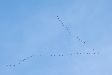 Leylek sürüsü gökyüzünde yüksekten uçuyor. Leylekler kış için sıcak ülkelere uçar
