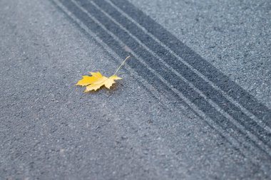 Yol üzerinde sarı akçaağaç yaprağı olan araba izi sürüyorum. Sonbahar mevsiminde acil durum frenleri, sonbahar yağmurlarında tehlikeli kaygan yollar.