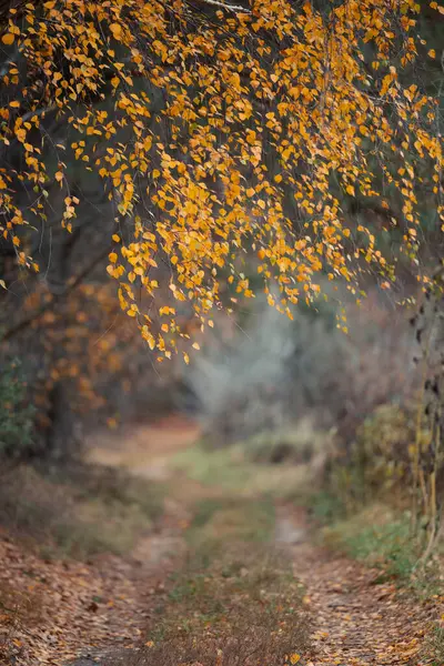 Birch tree branches with yellow leaves above dirt road. Calm autumn nature in countryside