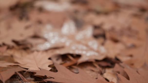 水滴で秋の葉に焦点を当てる 森の明るい黄色のオークの葉のデューの近く — ストック動画
