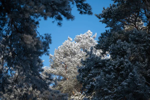 Tops of trees in frost and snow against blue sky background. Pine trees frame, bright sunny day in forest