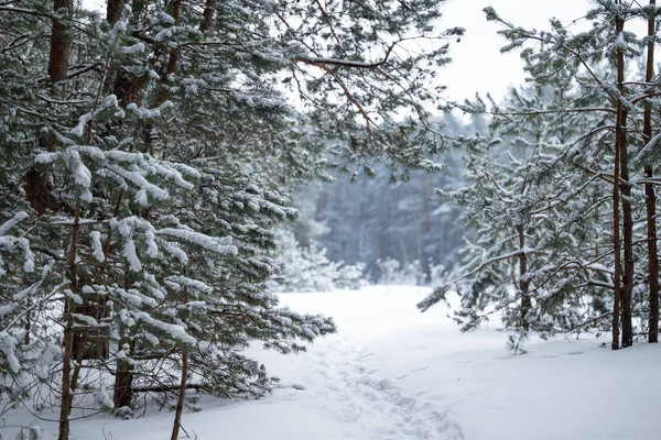 Pine forest covered in snow, path through trees. Winter snowy landscape of pine forest, beautiful winter nature in countryside