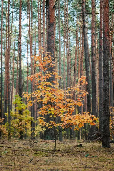 Small oak tree with yellow and orange leaves in pine forest. Vertical shot of colorful plants in the woods in autumn