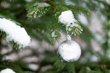 Karla kaplı köknar ağacının dalındaki gümüş top, yaklaş. Noel süsü, açık havada şenlik havası, bahçede büyüleyici ve büyülü bir atmosfer.