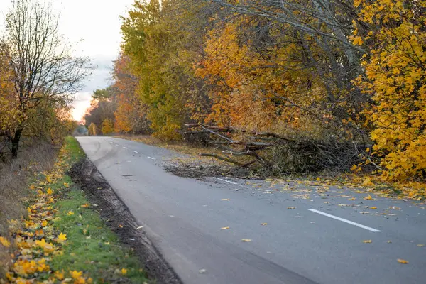 Fallen tree on countryside road. Fallen tree blocked lane on the road, dangerous obstacle on road