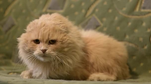 Φοβισμένη Γάτα Σηκώνεται Και Πηγαίνει Από Τον Καναπέ Εκεί Που — Αρχείο Βίντεο