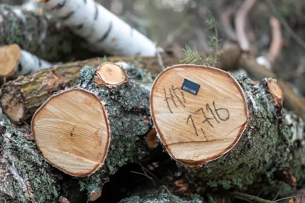 Written numbers and stamp with barcode on cross section of the tree, close up. Chopped trees in the forest, cutting woods, legal tree felling concept