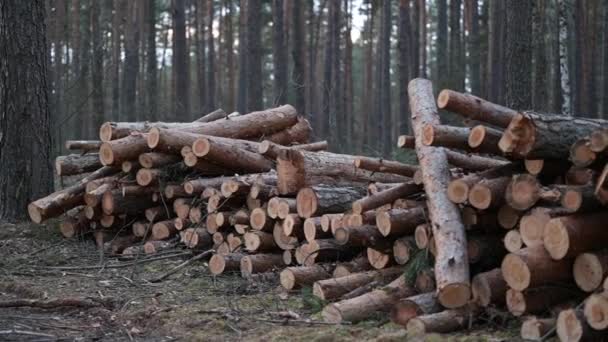 Stos Drewna Opałowego Lesie Cięty Las Sosnowy Kłody Ogrzewania Domów — Wideo stockowe
