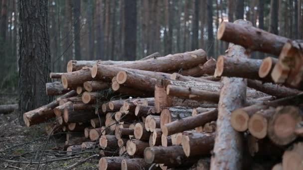 Montón Árboles Cortados Bosque Corte Bosques Pino Sitio Tala Muchos — Vídeo de stock