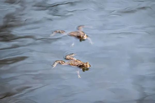 Dwie Brązowe Żaby Pływające Wodzie Bliska Pojęcia Dzikiej Przyrody Przyrody Obrazek Stockowy
