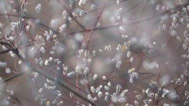 Bright blooming willow in countryside. Close up of bush of red willow with pussy buds