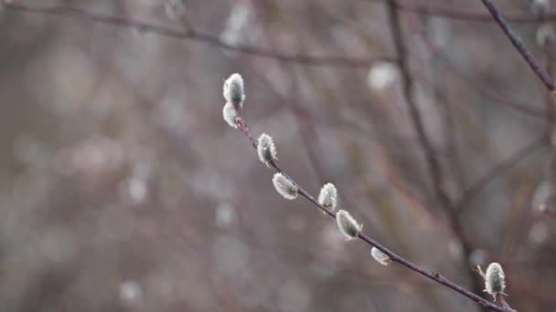 Zbliżenie Kwitnącej Gałęzi Wierzby Wiosenna Przyroda Wsi Piękna Czerwona Wierzba — Wideo stockowe