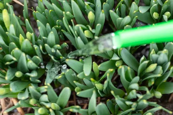 Вид Зверху Зелені Свіжі Проростки Нарцисів Ніс Поливу Можна Залити Ліцензійні Стокові Зображення