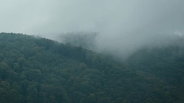 Dağlarda sisli kayın ormanları. Karpatya dağlarında yağmurlu ve sisli hava