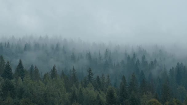 云雾飘过高山云杉林的录像 高山多雾多雨的天气 — 图库视频影像