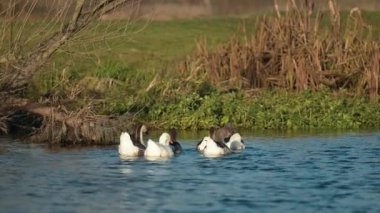 Güneşli havada nehirde yüzen bir grup evcil kaz. Kırsal kesimde gün batımında nehirden eve dönen sevimli kazlar.