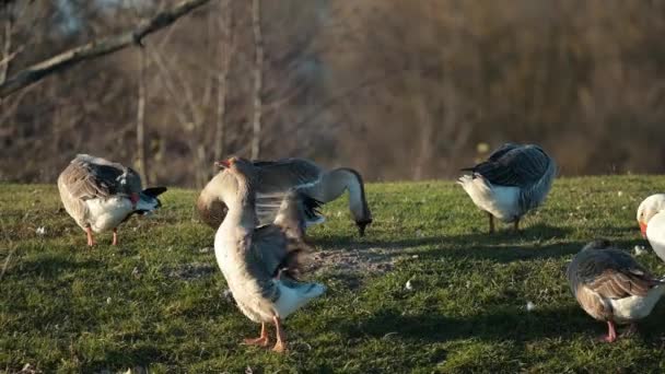 Χήνες Καθαρίζουν Φτερά Τους Αφού Κολυμπήσουν Στο Ποτάμι Κατοικίδια Χήνες — Αρχείο Βίντεο