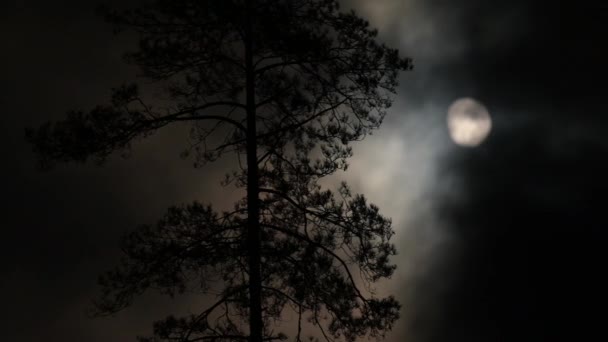 Månen Lyser Pinjeträd Stark Vind Svingar Trädet Nattvideo Tall Natten — Stockvideo