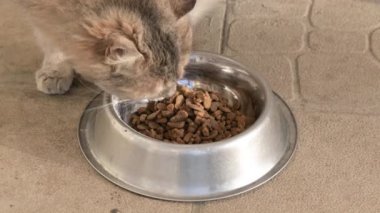 Kedi mamasıyla evcil kediyi beslemek. Aç kedi yemeğini metal kasede yiyor.