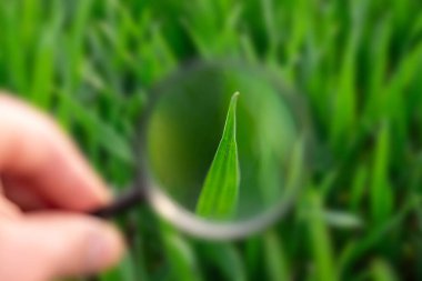 Bitkinin durumunu incelemek için bir büyüteç kullanarak elinizi kapatın. Çiftlik bitkileriyle ilgilenmek, tarım, iyi bir ürün yetiştirmek.