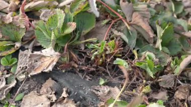 Bahçede eski çilek yapraklarını kesen çiftçinin elleri. Bitki örtüsünden önce eski hasta ve kuru yapraklardan çilek çalıları temizlemek