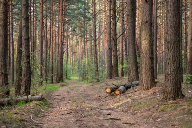 Kasvetli bir günde çam ormanında kirli bir yol. Yoğun ormanlar, yol kenarında kesilmiş ağaçlar, bir sürü köknar ağacı gövdesi.