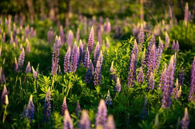 Tarladaki güzel lupin çiçekleri. Kırsalda açmakta olan lupin 'in akşam çekimleri