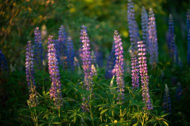 Akşamları ormandaki lupin çiçeklerini çekiyoruz. Son güneş ışınlarıyla aydınlatılan çiçek açan lupin parlak fotoğrafı.