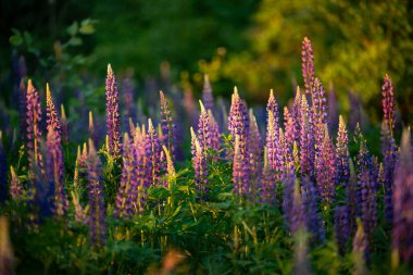 Akşamları ormandaki lupin çiçeklerini çekiyoruz. Dallardan gelen güneş ışınları ve renkli lupin çiçekleri.