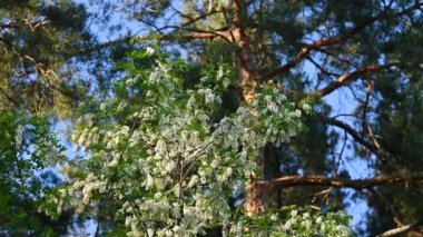 Akasya ağacı çam ağaçlarına karşı çiçek açıyor. Rüzgarda sallanan ağaçtaki parlak akasya çiçeklerinin akşam videosu