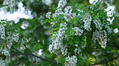 Açan akasya çiçeklerinin dalları. Akasya ağacının bereketli çiçeği, dalları sallanan hafif rüzgar.