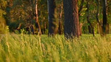 Ihlamur ormanındaki yeşil çimlerin yavaş çekim videosu. Ormanda sakin bir akşam, sıcak batan güneş ışınları parlak otları aydınlatıyor.