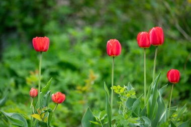 Çiçekli kırmızı laleler, etraflarında bir sürü yeşil bitki. Baharda bahçe, doğanın parlak renkleri, çiçeklerin güzelliği kavramı.