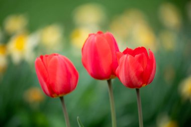 Parlak kırmızı laleler, yaklaşın. Arka planda sarı narsisli çiçekler, güzel bir bahar bahçesinde parlak laleler.