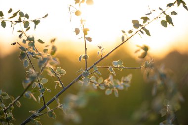Genç ağaç brunch 'ında yeni yapraklar yetişiyor. Bahar mevsimi, güneşli sabah, doğanın sakinliği.