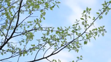 Arka planda mavi gökyüzü olan genç ıhlamur ağaçları. Kırsalda ilkbahar, ağaçlar yapraklarını büyütüyor.