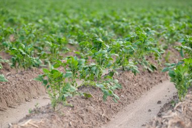 Tarlada patates yetiştiren genç, yakın plan. Yağmurdan sonra sıralanmış yeşil patates bitkileri, ıslak toprak, ilkbahar ya da yaz başı